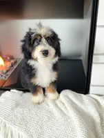LIZZY, a female Bernedoodle for sale in Culpeper, VA – 2 of 2