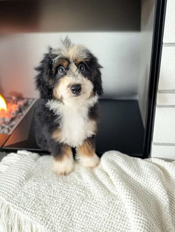 LIZZY – Bernedoodle puppy for sale in Culpeper, VA