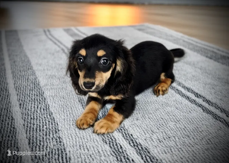 Fern – Miniature Dachshund puppy for sale in Culpeper, VA