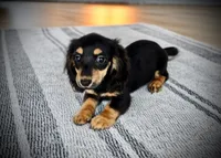 Fern, a female Miniature Dachshund for sale in Culpeper, VA – 1 of 1
