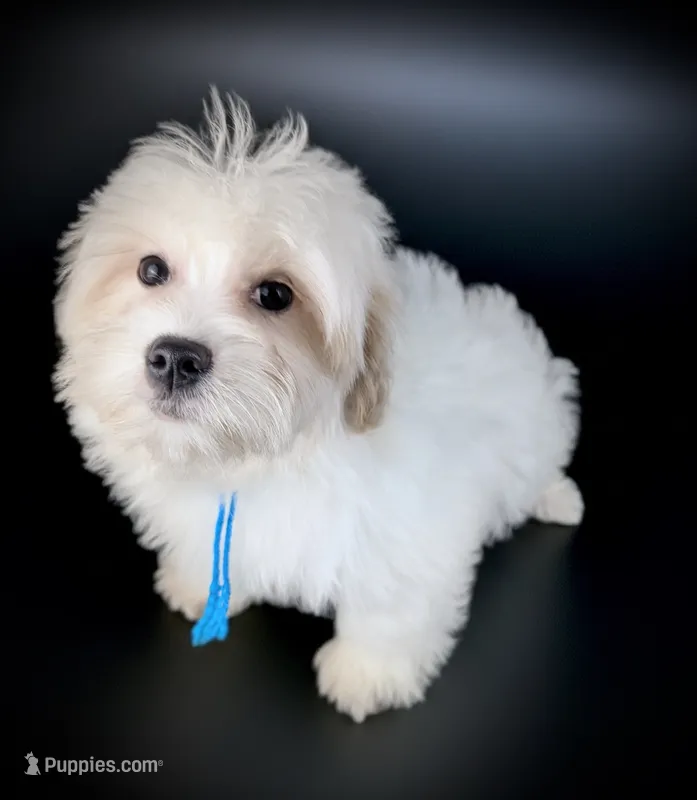 SCOTTY – Coton de Tulear puppy for sale in Culpeper, VA
