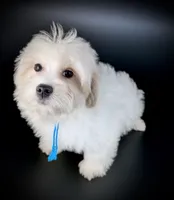 SCOTTY, a male Coton de Tulear for sale in Culpeper, VA – 1 of 2
