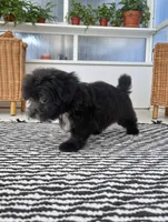 DANA, a female Coton de Tulear for sale in Culpeper, VA – 2 of 2