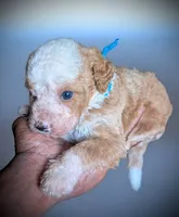 GIDEON, a male Bernedoodle for sale in Culpeper, VA – 2 of 2