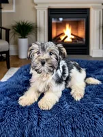 MINNIE, a female Biewer for sale in Culpeper, VA – 2 of 5