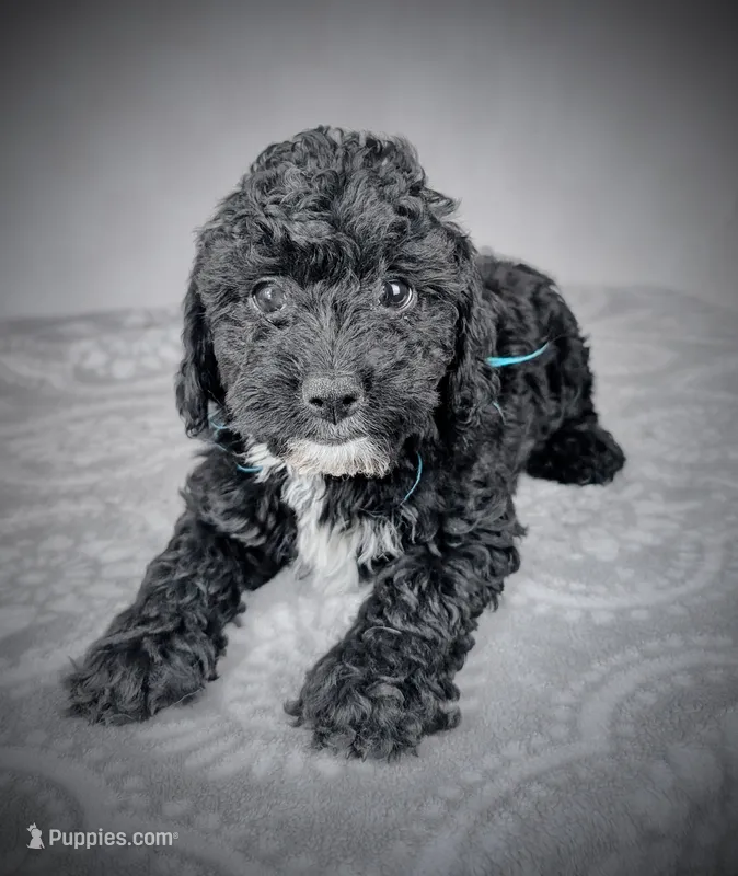 Reed – Sheepadoodle puppy for sale in Culpeper, VA