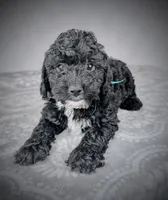 Reed, a male Sheepadoodle for sale in Culpeper, VA – 1 of 2