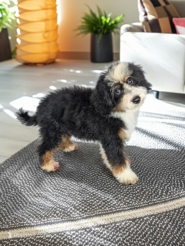 LIZZY – Bernedoodle puppy for sale in Culpeper, VA