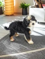LIZZY, a female Bernedoodle for sale in Culpeper, VA – 1 of 2