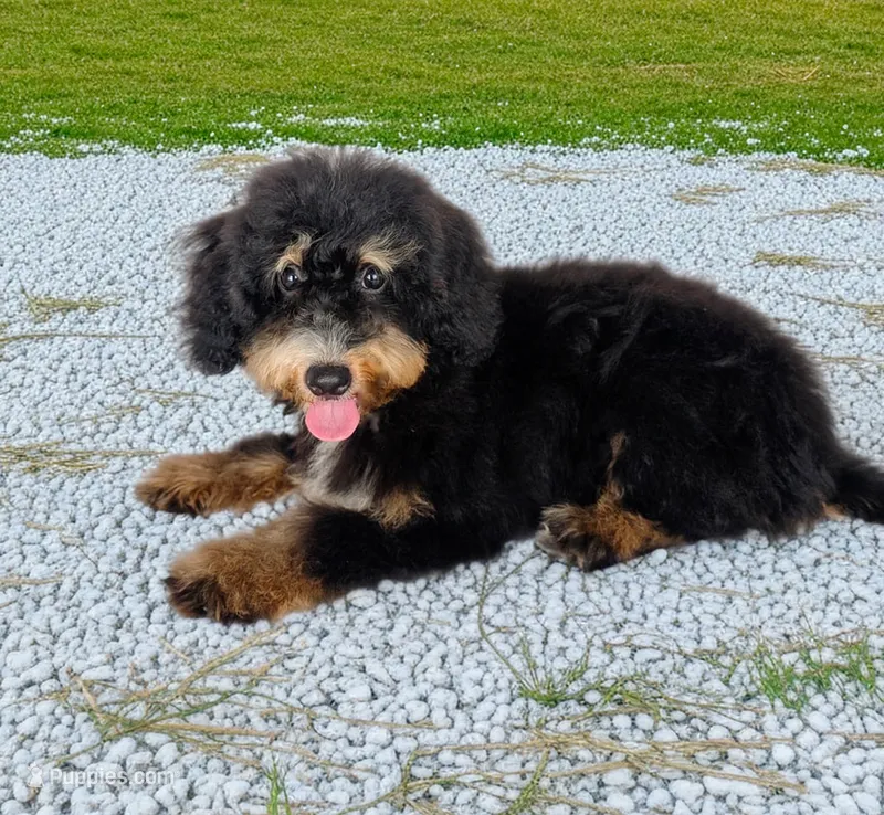 Lily – Miniature Bernedoodle puppy for sale in Culpeper, VA