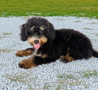 Lily, a female Miniature Bernedoodle for sale in Culpeper, VA – 1 of 1