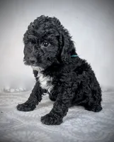 Reed, a male Sheepadoodle for sale in Culpeper, VA – 2 of 2