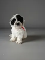DUSTY, a male Coton de Tulear for sale in Culpeper, VA – 2 of 3
