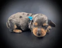 LUCAS1600, a  Miniature Dachshund for sale in Culpeper, VA – Photo 4 of 4