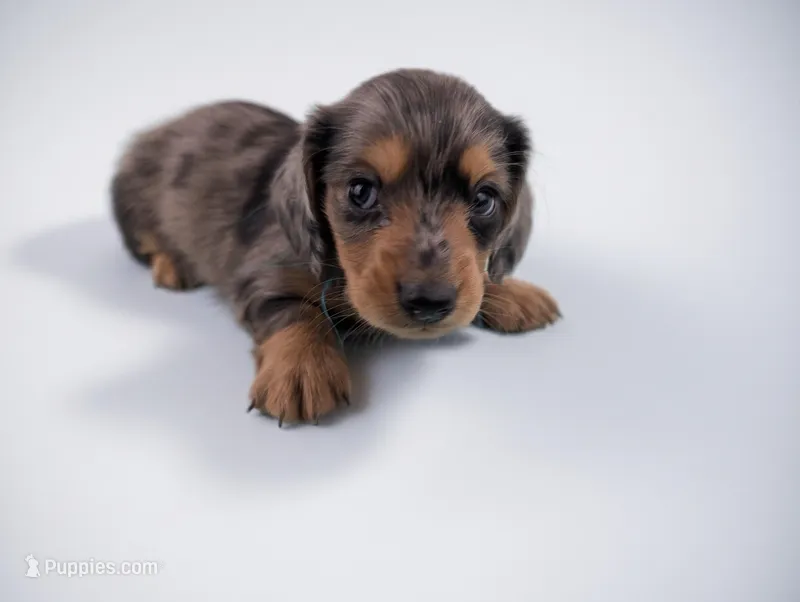 LUCAS1600 – Miniature Dachshund puppy for sale in Culpeper, VA