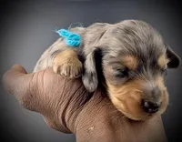 LUCAS1600, a  Miniature Dachshund for sale in Culpeper, VA – Photo 1 of 4