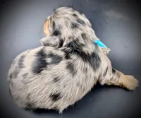 LUCAS1600, a  Miniature Dachshund for sale in Culpeper, VA – Photo 3 of 4