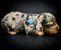 LUCAS1600, a  Miniature Dachshund for sale in Culpeper, VA – Photo 2 of 4