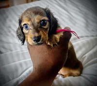 CAMMY, a female Miniature Dachshund for sale in Culpeper, VA – 2 of 2