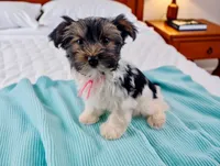 MINNIE, a female Biewer for sale in Culpeper, VA – 1 of 1