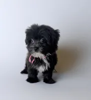 DANA, a female Coton de Tulear for sale in Culpeper, VA – 1 of 2