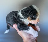 GENISIS, a female Bernedoodle for sale in Culpeper, VA – 2 of 2