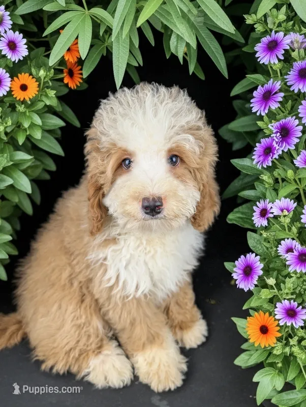 ROSIE – Bernedoodle puppy for sale in Culpeper, VA