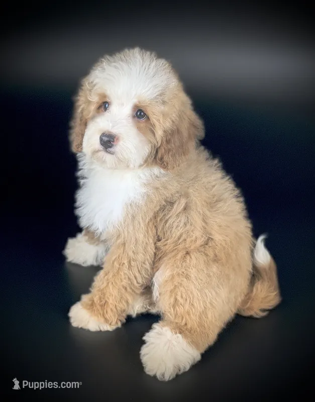 ROSIE – Bernedoodle puppy for sale in Culpeper, VA