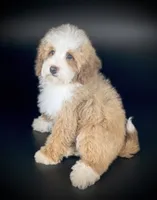 ROSIE, a female Bernedoodle for sale in Culpeper, VA – 1 of 1