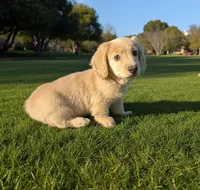 ADAM, a male Miniature Dachshund for sale in Culpeper, VA – Photo 5 of 5