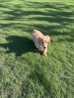 ADAM, a male Miniature Dachshund for sale in Culpeper, VA – Photo 3 of 5