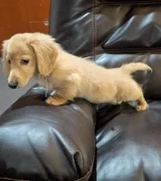 ADAM, a male Miniature Dachshund for sale in Culpeper, VA – Photo 2 of 5