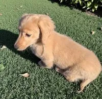 ADAM, a male Miniature Dachshund for sale in Culpeper, VA – Photo 4 of 5
