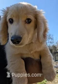 ADAM, a male Miniature Dachshund for sale in Culpeper, VA – Photo 1 of 5