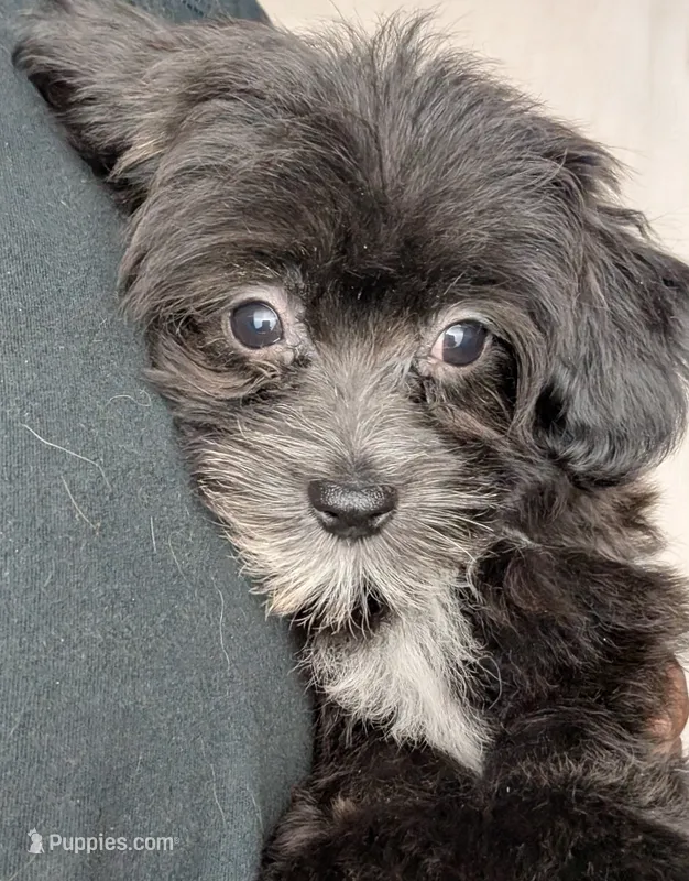 DANA – Coton de Tulear puppy for sale in Culpeper, VA
