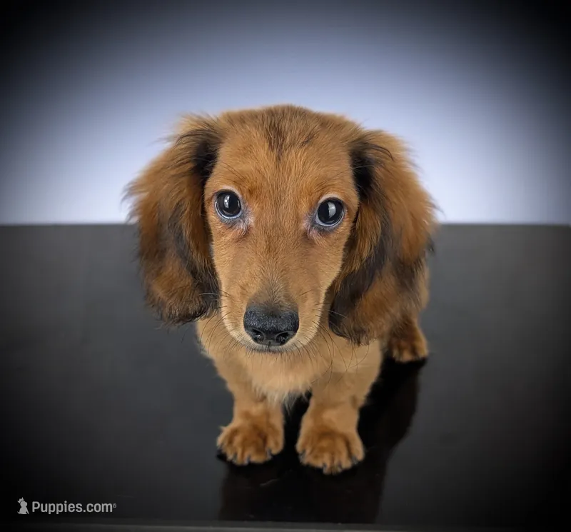 FERDINAND – Miniature Dachshund puppy for sale in Culpeper, VA