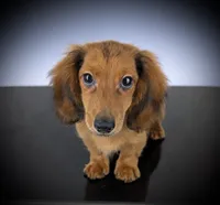 FERDINAND, a male Miniature Dachshund for sale in Culpeper, VA – 1 of 2