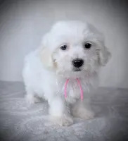 BREE, a female Coton de Tulear for sale in Culpeper, VA – 1 of 1