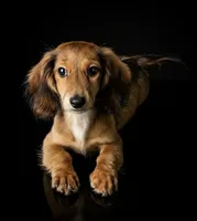FOZZY, a male Miniature Dachshund for sale in Culpeper, VA – 1 of 2