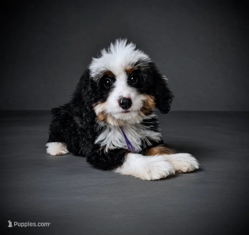 GENISIS – Bernedoodle puppy for sale in Culpeper, VA