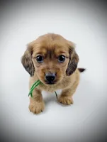 Conner, a male Miniature Dachshund for sale in Culpeper, VA – Photo 1 of 3