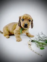 Conner, a male Miniature Dachshund for sale in Culpeper, VA – Photo 2 of 3