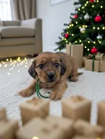 Conner, a male Miniature Dachshund for sale in Culpeper, VA – Photo 3 of 3