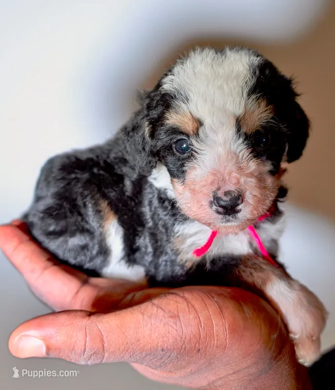 GAMILYA – Bernedoodle puppy for sale in Culpeper, VA