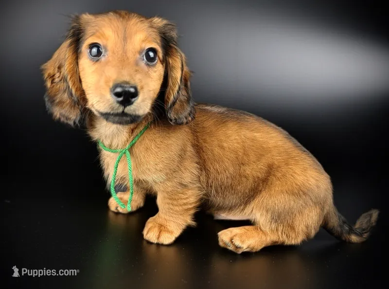 FOZZY – Miniature Dachshund puppy for sale in Culpeper, VA