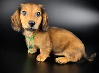 FOZZY, a male Miniature Dachshund for sale in Culpeper, VA – 1 of 1
