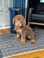  Luneh, a female Bernedoodle for sale in Culpeper, VA – 2 of 2