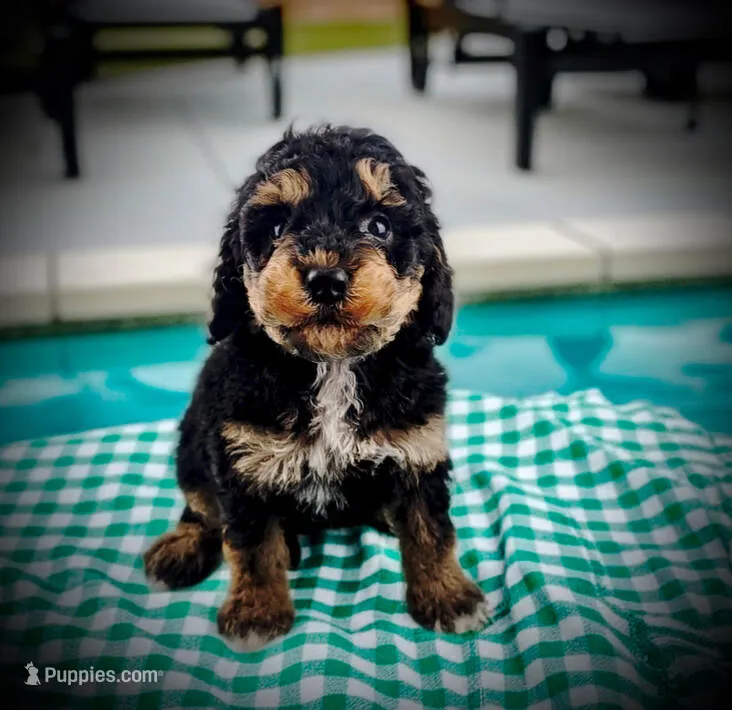 SAGE – Bernedoodle puppy for sale in Culpeper, VA