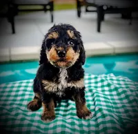 SAGE, a male Bernedoodle for sale in Culpeper, VA – 1 of 1
