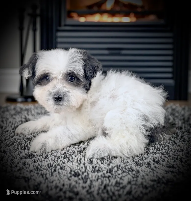 OCEAN – Coton de Tulear puppy for sale in Culpeper, VA